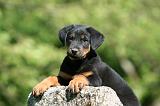 BEAUCERON - PUPPIES 353